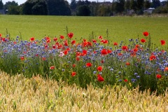 2019-Sommer-in-Dorf-02