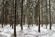 Winter in der Eifel und im Hohen Venn-02