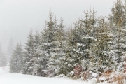 Winter in der Eifel und im Hohen Venn-08