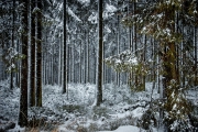 Winter in der Eifel und im Hohen Venn-11