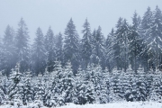 Winter in der Eifel und im Hohen Venn-14