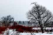 Winter in der Eifel und im Hohen Venn-18