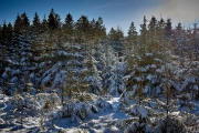 Winter in der Eifel und im Hohen Venn-25